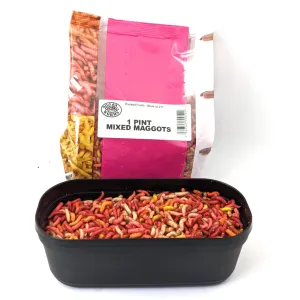 Mixed Maggots